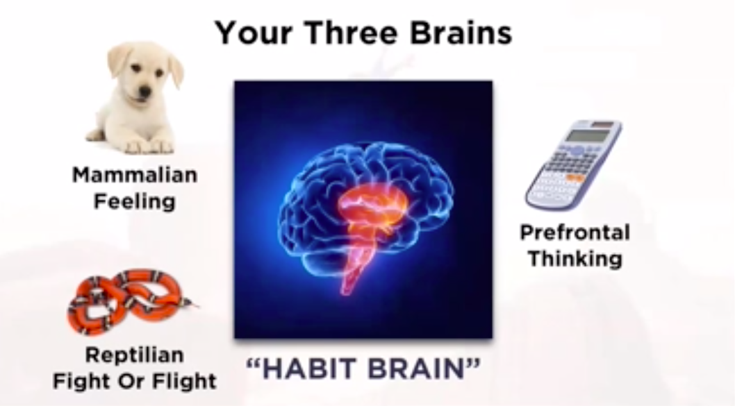 The Neuroscience Of Habits - PositiveWorkHabits